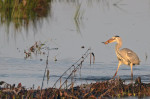 Vissende reiger (12/17 - foto: Rob van 't Zand)